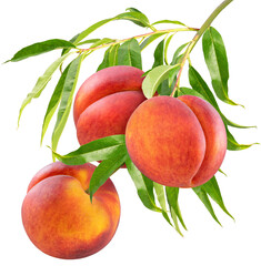 bunch of red peach fruit with leaf on green natural garden blur background, sweet red peach fruit on