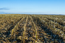 The Corn Stubble Is All That's Left Of The Farm's Crop.