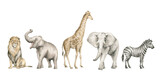 Fototapeta Konie - Watercolor set with wild savannah animals. Giraffe, elephants, lion, zebra. Cute safari wildlife animal