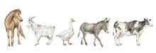 Watercolor Set With Domestic Animals. Horse, Goat, Goose, Donkey, Cow. Cute Hand-painted Farm Animals