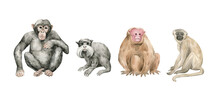 Watercolor Set With Monkey Animals. Chimpanzee, Tamarin, Uakari, Vervet. Cute Hand-painted Wild Tropical Animals