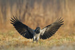 flying Bird - Hooded crow Corvus cornix in amazing warm background Poland Europe	