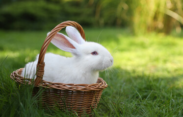 Poster - Cute white rabbit in wicker basket on grass outdoors. Space for text