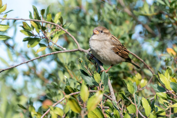 Wall Mural - Beautiful portrait of a House Sparrow perched on a branch looking straight ahead, near Cordoba, Andalusia, Spain