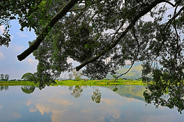 the fish pond at Shan Pui Tsuen 29 July 2012