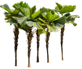 Poster - Isolated cutout of a palm tree on a transparent background