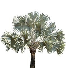 Aufkleber - Isolated cutout of a palm tree on a transparent background