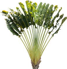 Aufkleber - Isolated cutout of a palm traveler's tree on a transparent background