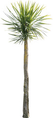 Aufkleber - Isolated cutout of a cabbage tree on a transparent background