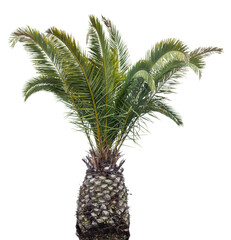 Aufkleber - Isolated cutout of a palm tree on a transparent background