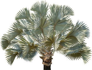 Poster - Isolated cutout of a palm tree on a transparent background