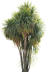 Aufkleber - Isolated cutout of a cabbage tree on a transparent background