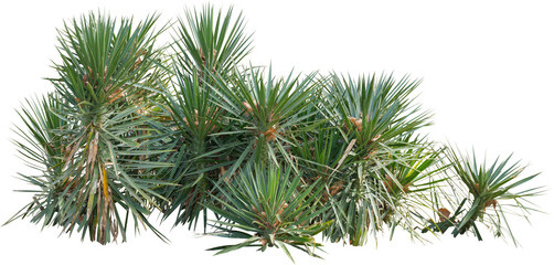 Aufkleber - Isolated cutout of a palm tree on a transparent background