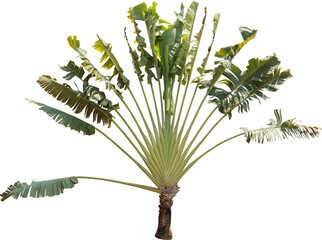 Aufkleber - Isolated cutout of a traveler's tree on a transparent background