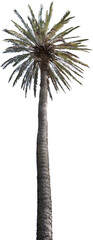 Aufkleber - Isolated cutout of a palm tree on a transparent background