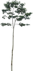 Aufkleber - Isolated cutout of a tree on a transparent background