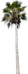 Aufkleber - Isolated cutout of a palm tree on a transparent background