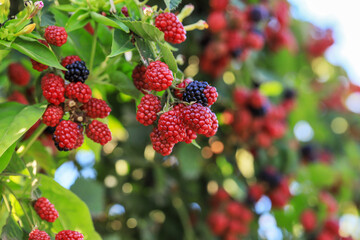 Wall Mural - branch of ripe raspberries in a garden on blurred green background