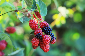 Wall Mural - branch of ripe raspberries in a garden on blurred green background