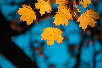 Wall Mural - yellow autumn leaves and black trunks against a blue sky.