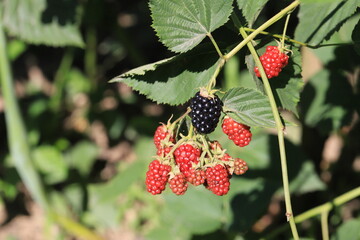 Wall Mural - branch of ripe raspberries in a garden on blurred green background