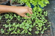 Persona cultivando plantines con su mano en un vivero o granja