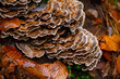 Turkey tail (Trametes versicolor or Coriolus versicolor and Polyporus versicolor) is a common polypore mushroom. Brownish fruitbody growing in shelves on rotten wood in autumn season in Germany.