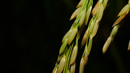 Wall Mural - close up of grass