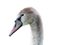 Portrait Of A Young Gray Swan On A White Background