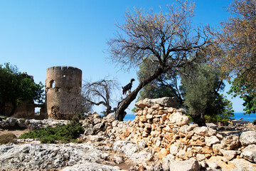 ruins of castle