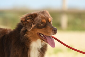 un chien de race australien dans un élevage 