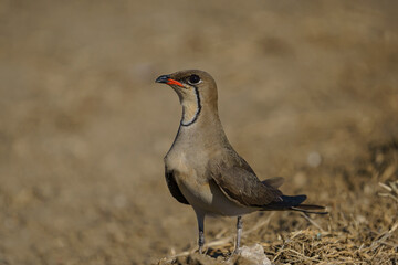 Wall Mural - Collared Pratincole (Glareola pratincola) perched on soil