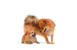 Pet portrait of brown Long-haired Chihuahua bitch dog with Little Chihuahua and Pomeranian crossbreed puppy on white background