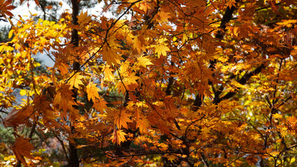 Wall Mural - The autumn leaves and nature of Bukhansan Mountain are beautiful.