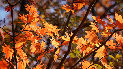 Wall Mural - The autumn leaves and nature of Bukhansan Mountain are beautiful.