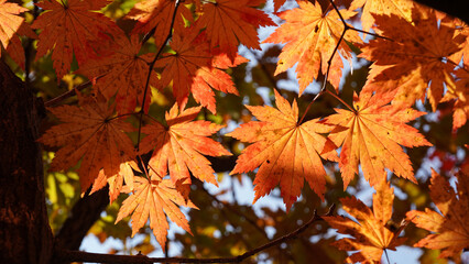 Wall Mural - The autumn leaves and nature of Bukhansan Mountain are beautiful.