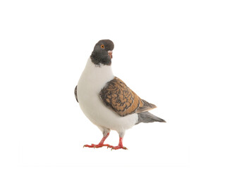 Poster - german modena pigeon isolated on white background