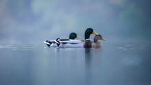Mallard Or Wild Duck (Anas Platyrhynchos) In A Pond