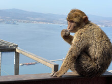 Barbary Macaque Ape In Gibraltar