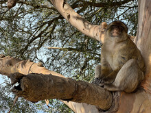 Barbary Macaque Ape In A Tree
