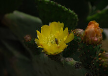 Yellow Prickly Pear Flower Pollinated By A Bee. A Honey Bee Collects Pollen From A Flowering Opuntia.
