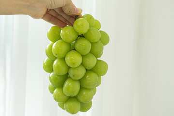 Shine Muscat grapes on a white background. White grapes.