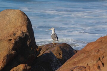 Wall Mural - Seagull resting on a rock looking at the sea on a sunny day