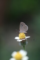 Poster - A dark grass blue butterfly is collecting nectar from a Tridax daisy flower