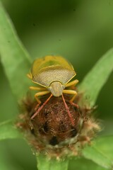 Vertical closeup of a colorful adult gorse shield bug, Piezodorus lituratus sitting on vegetation