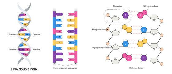 Poster - DNA structure. Nitrogenous base (Thymine, Adenine, Cytosine and Guanine), Sugar (deoxyribose) and Phosphate group. DNA nucleotide.