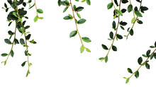 Leaves Background Png, Foliage Png