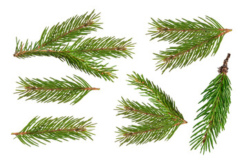 fir branch isolated png transparent. christmas tree. christmas green spruce branch. green fir tree b