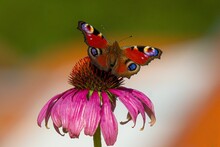 Shallow Focus Shot Of A Peacock Butterfly On A Pink Coneflower