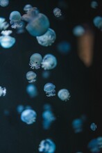 Vertical Shot Of Small Blue Moon Jellyfish (Aurelia Aurita) Swimming In The Water